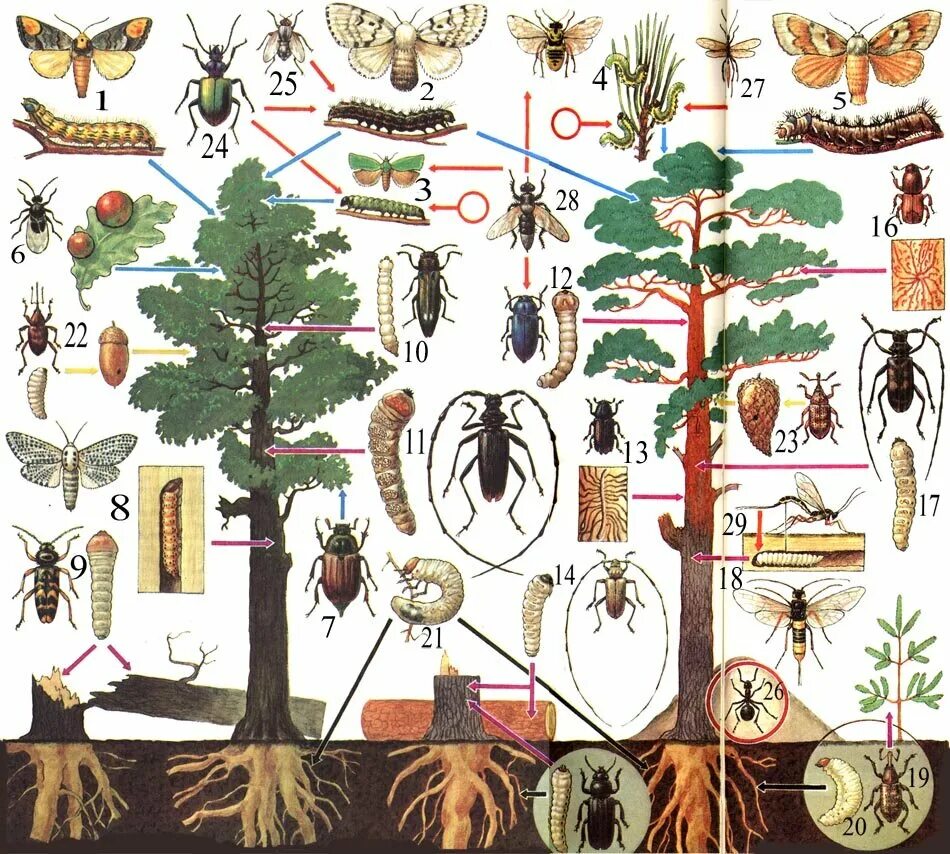 Обитатели ярусов. Вредители деревьев леса. Обитатели леса насекомые. Растения и деревья и животные. Растения вредители на деревьях.