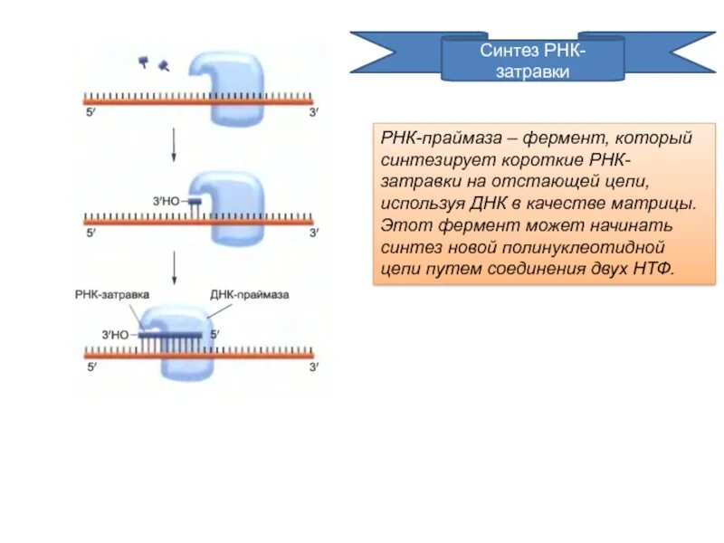 13 синтезы. Затравка РНК праймаза. Фермент РНК затравки. Синтез РНК затравки. Фермент синтезирующий РНК затравку.