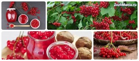 Противопоказания сока калины