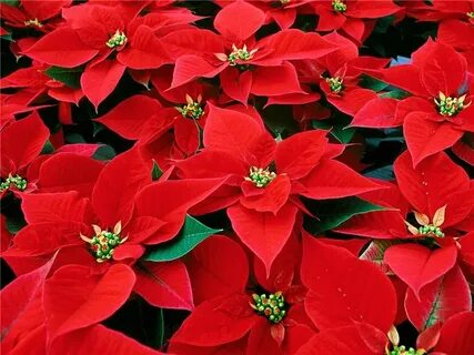 Red plant