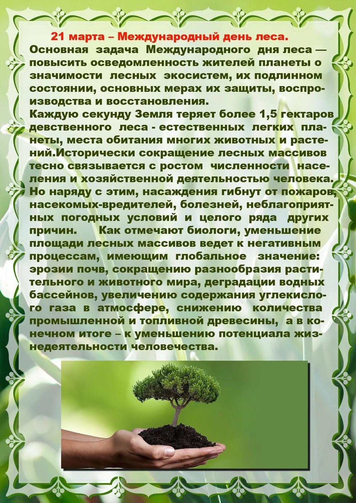 Лес Международный день. Международный день леса. Всемирный день леса в детском саду.