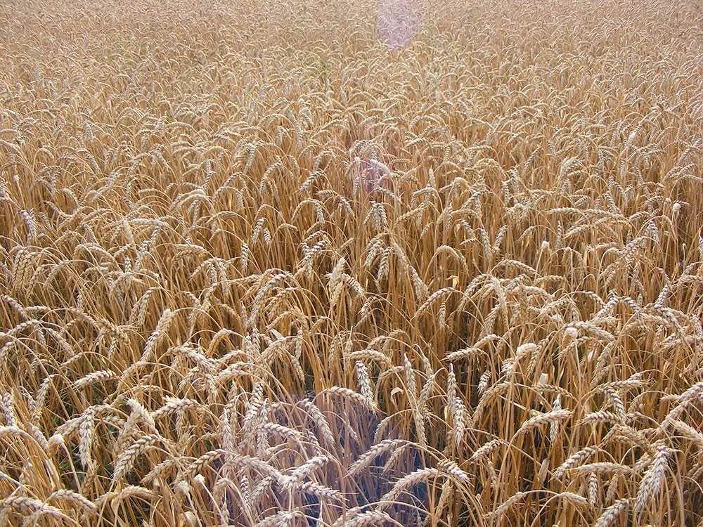 Озимая рожь возделывание. Полеводство зерновые культуры. посев пшеницы. урожай озимой пшеницы. пшеница озимая культура.