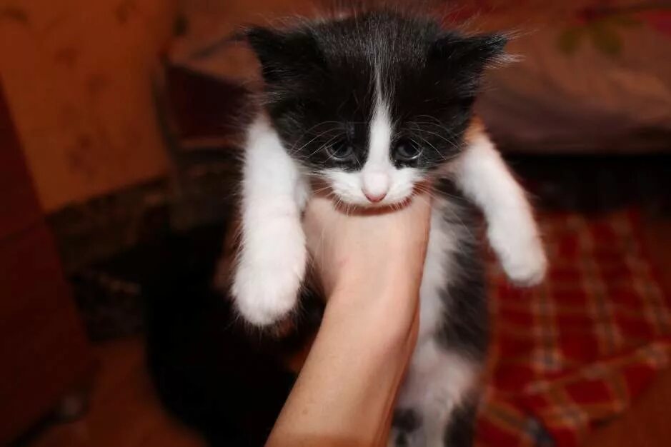 отдам в добрые руки екатеринбург