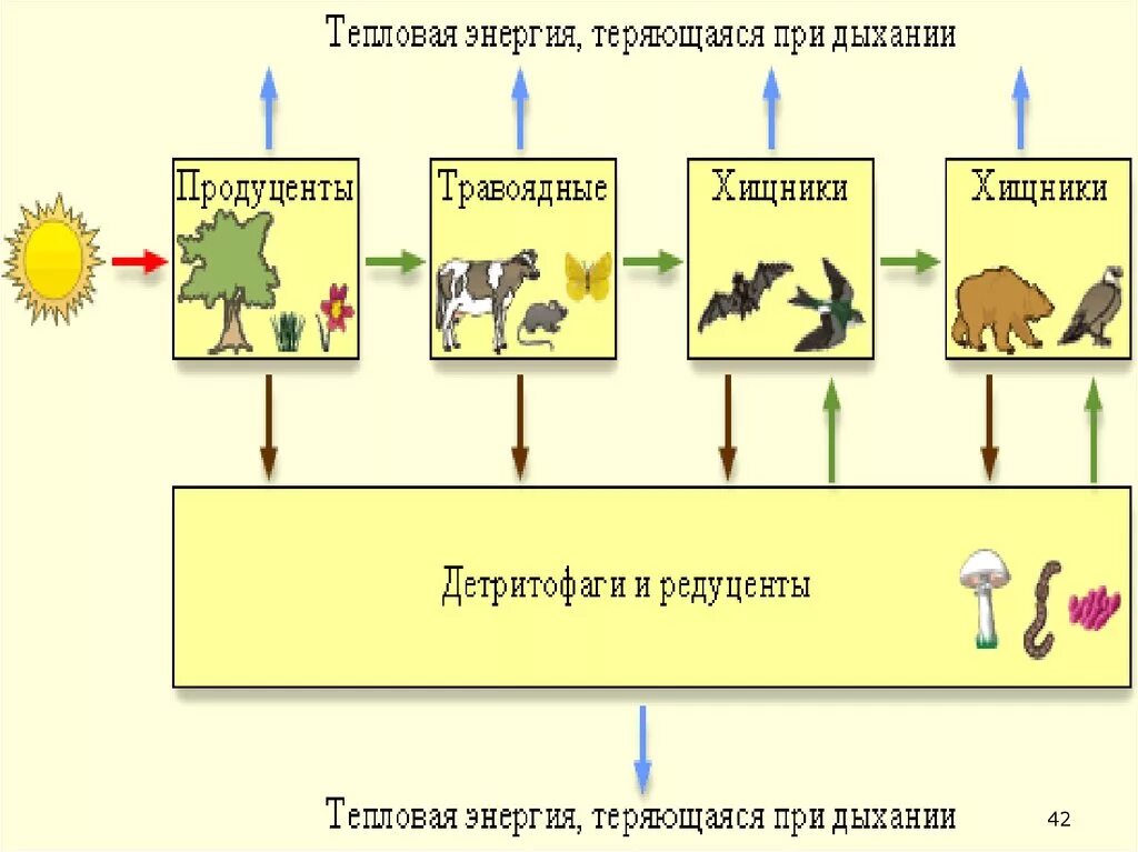 Количество трофических уровней в пищевой цепи. Пищевая трофическая цепь продуценты консументы редуценты. Трофические уровни схема. Трофические уровни пищевой цепи. Пищевая цепь продуценты консументы редуценты.