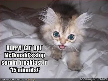 Kitty you can has cheezburger