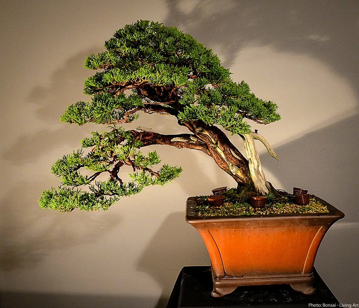 Бонсай орешник. Осина бонсай. Бонсай роллы. Бонсай кабудати. Бонсай гомель.