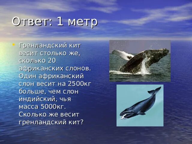 Гренландский кит вес. Гренландский кит весит. Сколько весит кит. Сколько весит Гренландский кит.