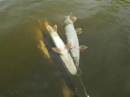 Fishing yesterday