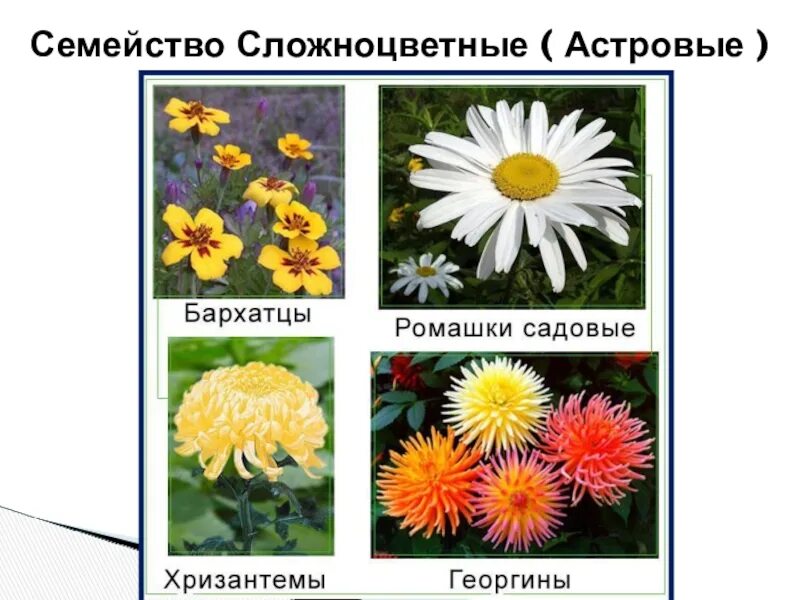 PPT - "Классы и семейства цветковых растений" PowerPoint Presentation - ID:59081