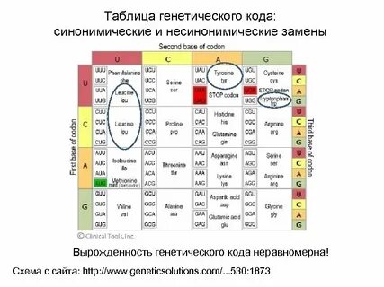 Код днк вырожден потому что