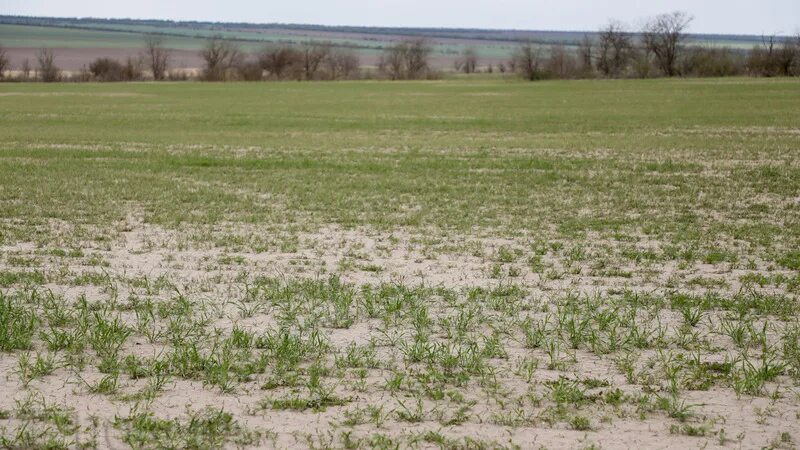 Погода новоселицкое ставропольский край на 10 дней. Щелкан Ставропольский край. Щелкан Новоселицкого округа. Поселок Щелкан. Большой Ставропольский канал пос. Щелкан Новоселицкий район.