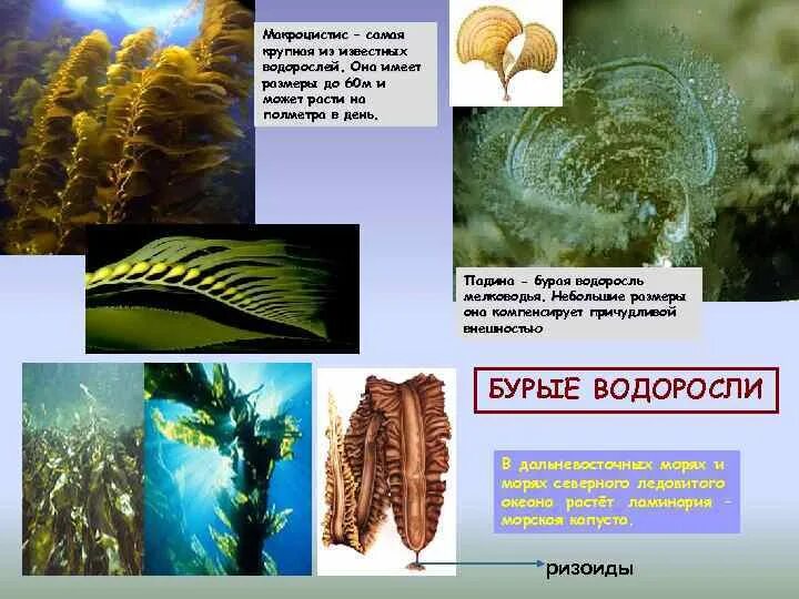 Водоросль макроцистис описание. Размеры водорослей. Сообщение о водоросли макроцистис. Макроцистис водоросль доклад.