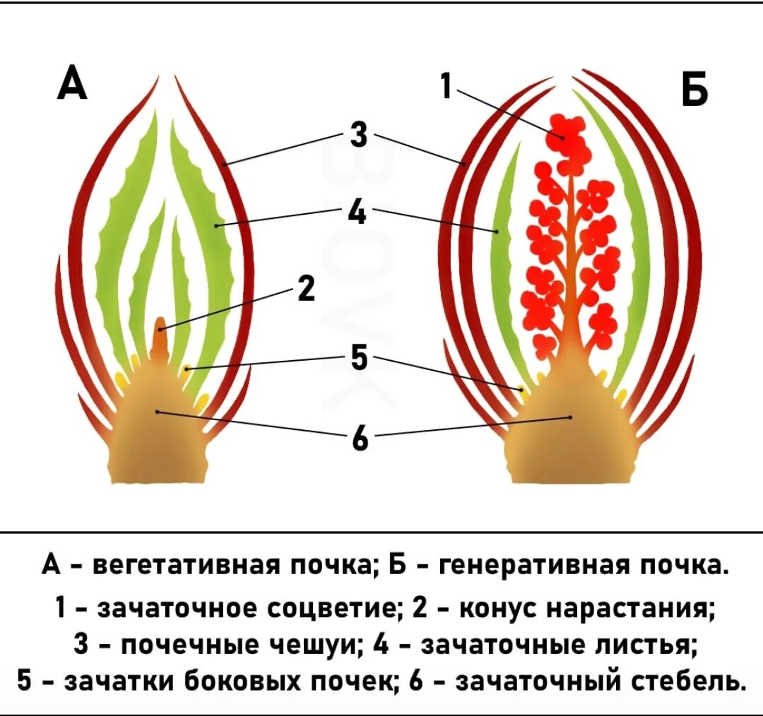 Строение почек их функции. Внутреннее строение вегетативной и генеративной почки. строение почки ботаника. строение вегетативной почки растения. строение генеративной почки растения.