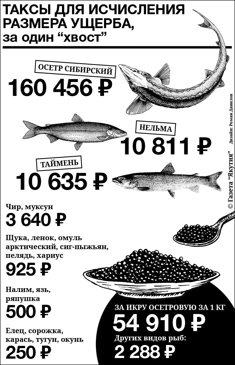Наказание за ловлю. Штраф за осетровую рыбу. Штрафы за осетровых. Штраф за рыбу стерлядь. Штрафы за осетровых рыб.