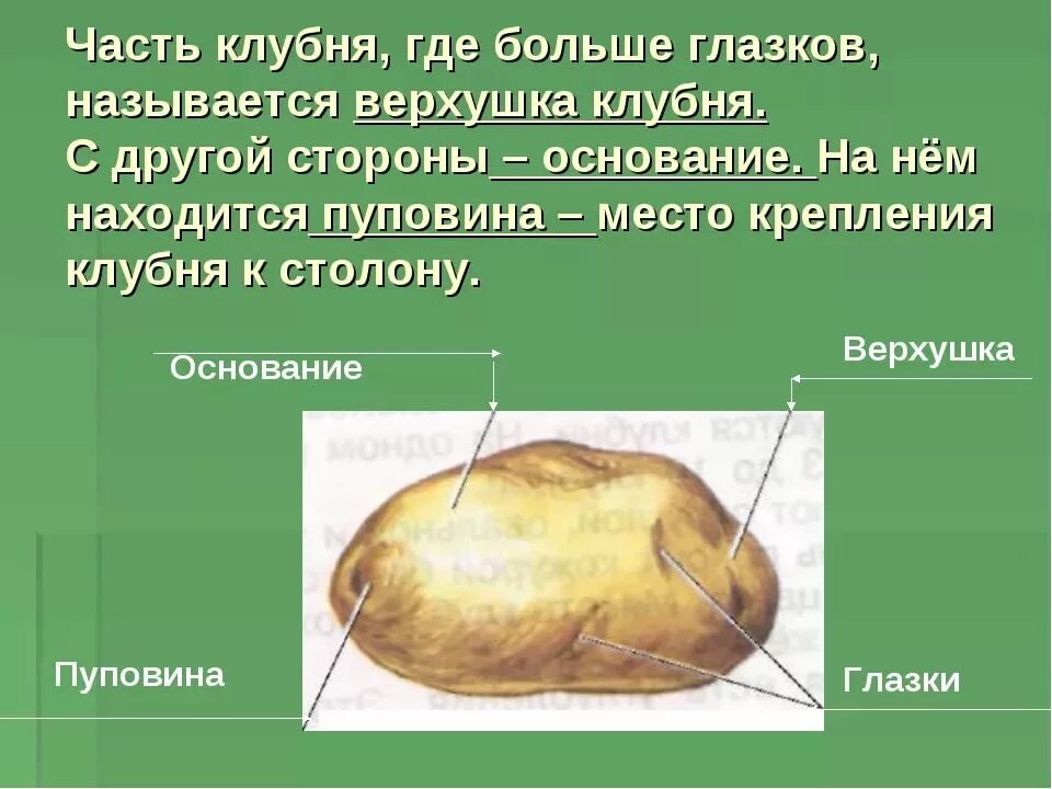 Признаки глазков. Пуповина клубня картофеля. Клубень картофеля и его части. Верхушка клубня картофеля. Строение клубня картофеля.