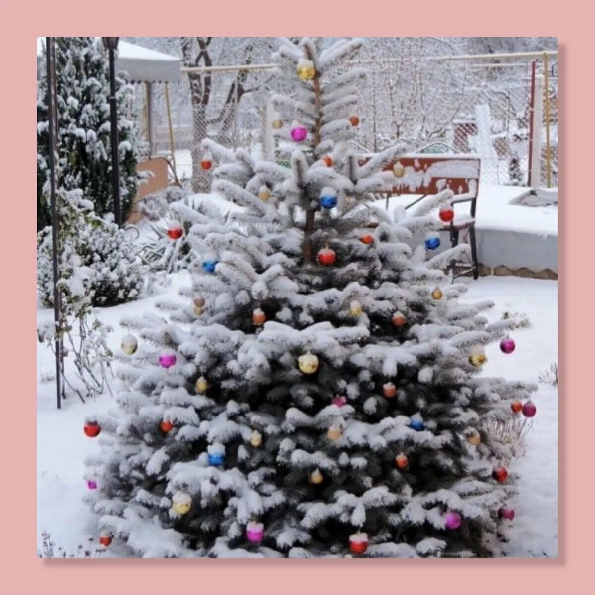 Елка во дворе многоквартирного дома. Новогодняя елка во дворе. Ёлочка во дворе. Красивый двор с елочками. Украшенная елка во дворе.