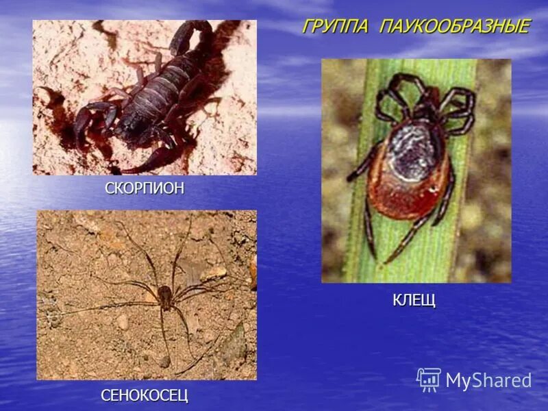 клещ сенокосец. меры профилактики скорпионов клещей пауков. оказание первой помощи при укусах насекомых. таблица паукообразные скорпион паук клещи. класс паукообразные клещи.