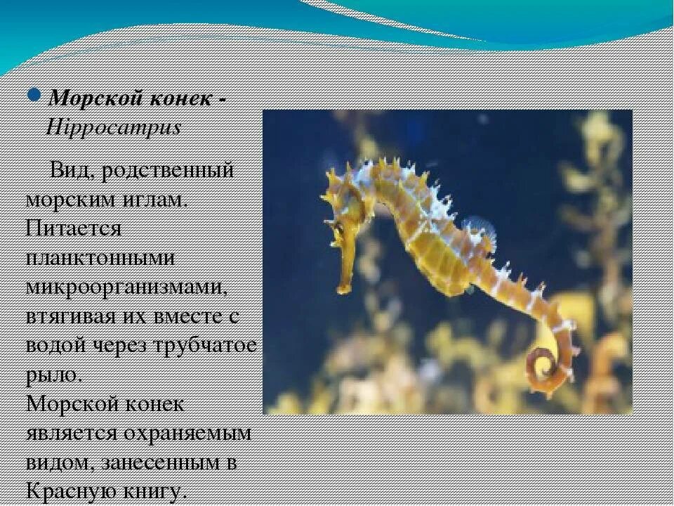 Проект морской конек
