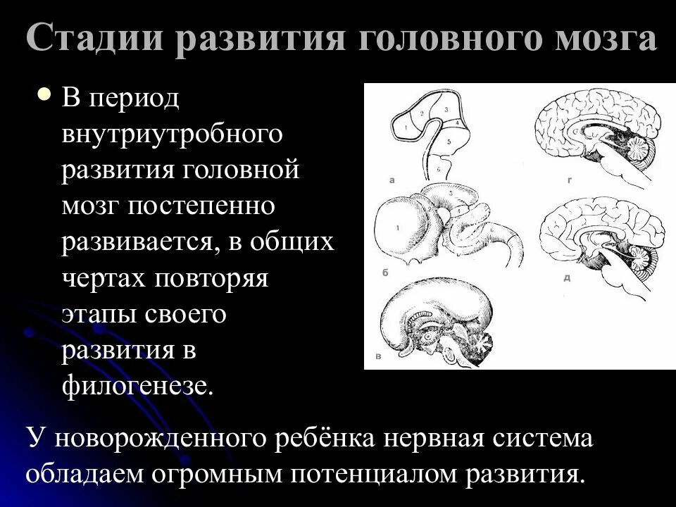 Направления эволюции головного мозга. Этапы развития головного мозга. Схема развития головного мозга. Стадии развития головного. Стадии формирования мозга.