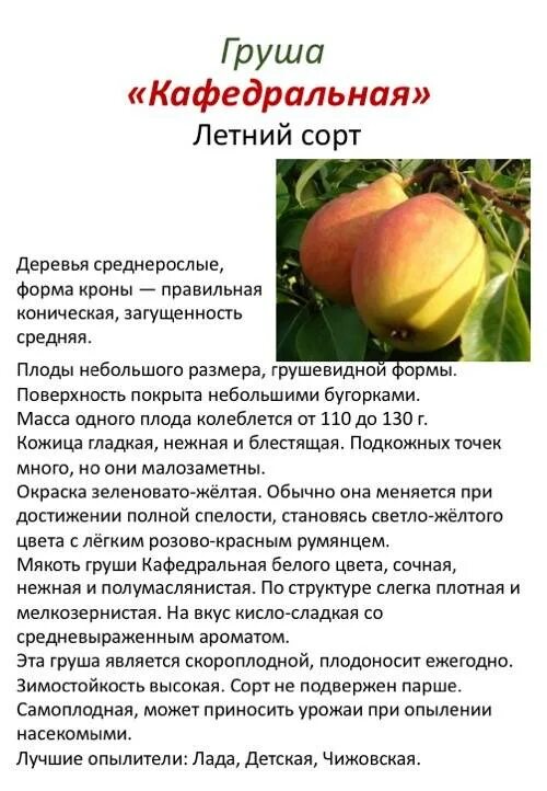 Груша плодовая Кафедральная - купить по цене от 15000 руб с доставкой по Москве 