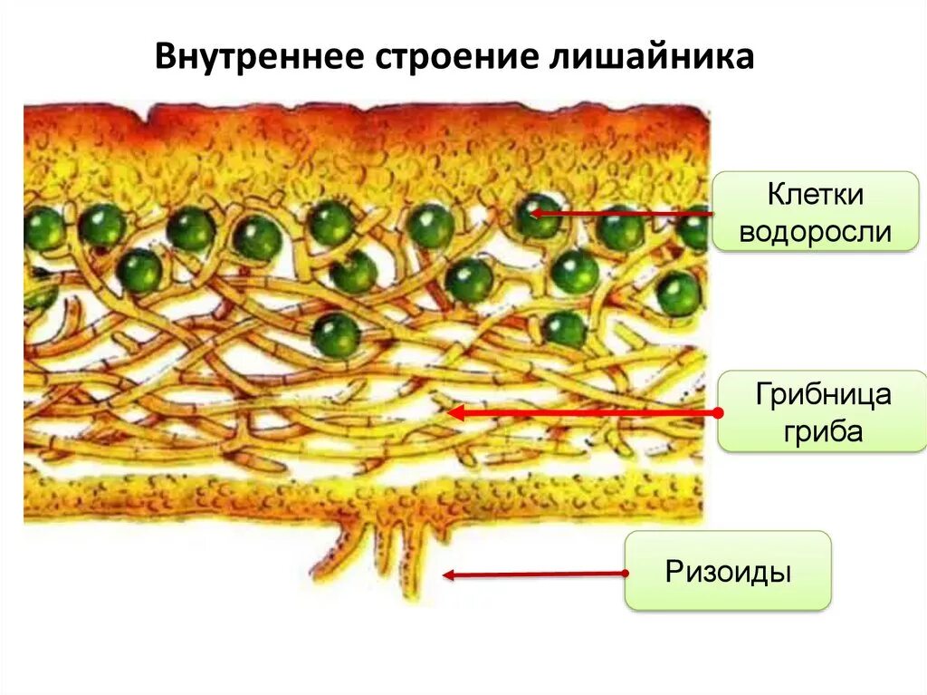 Лишайники биология строение. Модель внутреннего строения лишайника биология 5. Строение слоевища лишайника. Схема слоевища лишайника. Внутреннее строение слоевища лишайника.