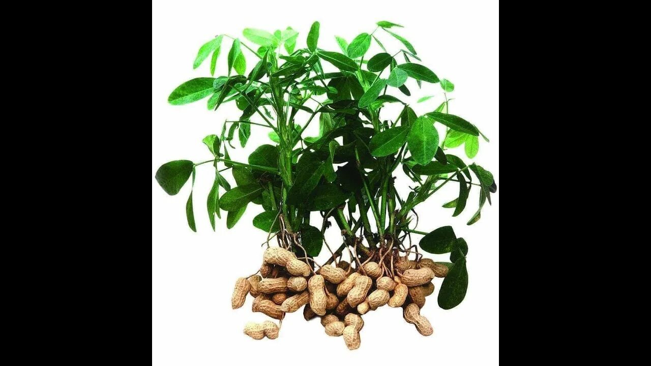 Арахис культурный растение. Земляной орех плодоножка. Арахис дерево. Арахис саженцы. Арахис орех или боб