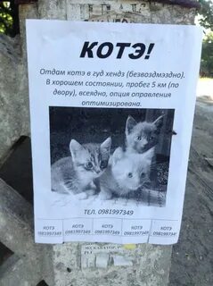 Продам котенка объявления