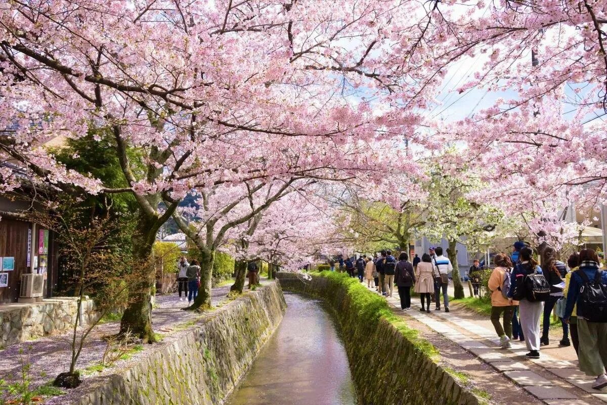 Сад цветущей сакуры. Киото философская тропа Сакура. Япония сады в Киото Сакура. Киото цветение Сакуры. Киото Япония цветение Сакуры.