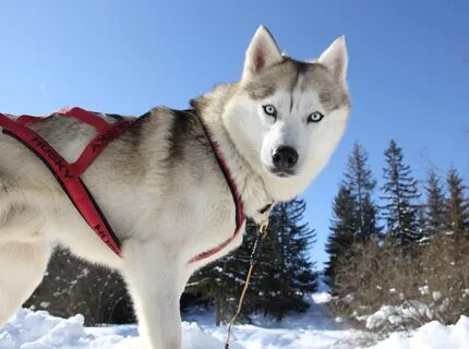 Husky's