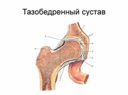 Тазобедренный сустав тип соединения