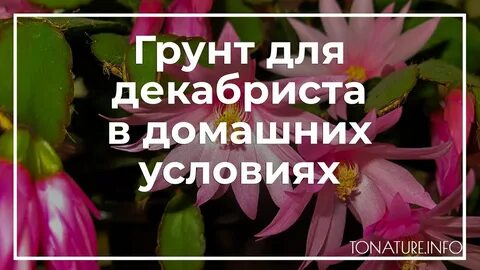 Чем подкормить декабристы чтобы цвели