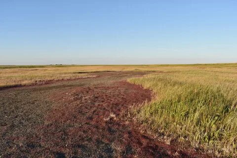 Солончаки природная зона