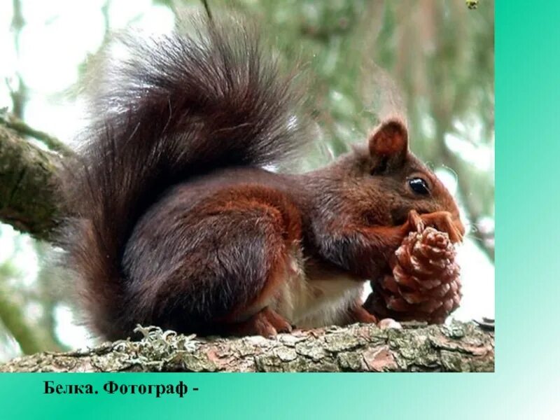 Белка 3d. Белка улыбается. Животные питаются семенами. Белка приспособления. Белка приспособления.