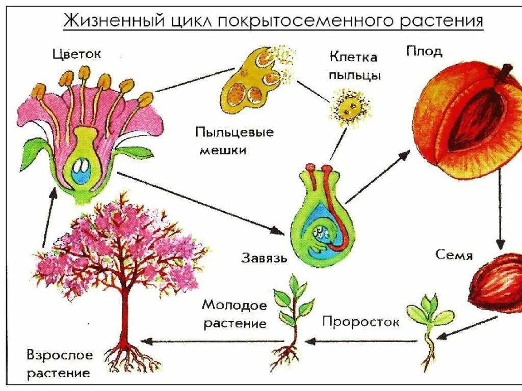 Образование зиготы у покрытосеменных. Цикл развития покрытосеменных растений схема. Жизненный цикл покрытосеменных растений схема. Жизненный цикл покрытосеменных схема ЕГЭ. Жизненный цикл цветкового растения схема.