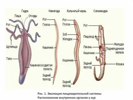 Пищеварительная система простейших