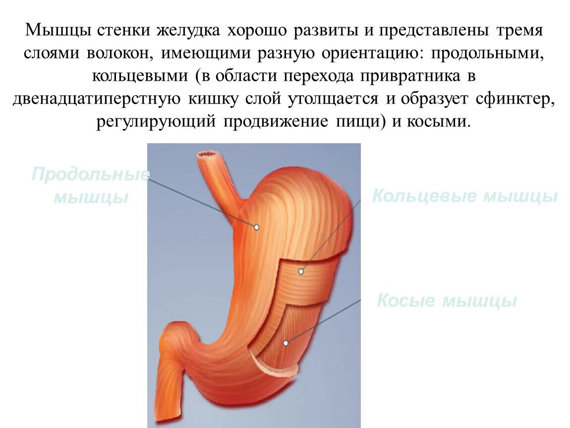 Наличие гладких мышц в стенках желудка. Циркулярный мышечный слой желудка. Строение мышечного слоя желудка. В мышечной оболочке три слоя желудок. Строение стенки желудка слои.