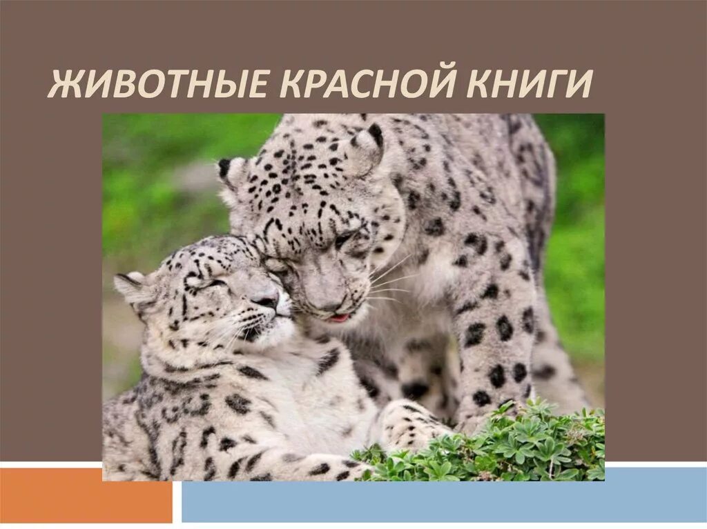 красная книга животные - Фотография 6 из 10 ВКонтакте