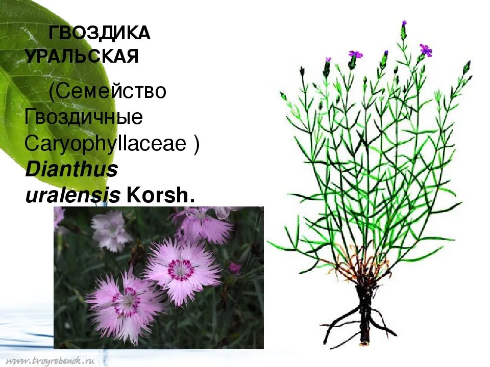 Гвоздика уральская (48 фото)