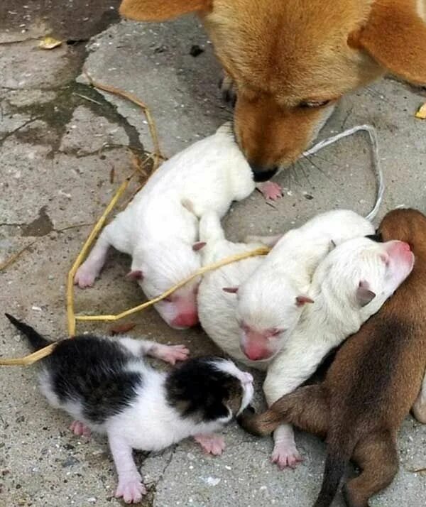 Ребенок кошки и собаки как выглядит Aynı Evde Kedi ve Köpek Beslemek Pictures of baby cats, Baby cats, Cute animals