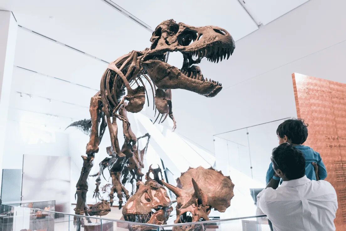 Королевский музей Онтарио внутри. Королевский музей в Онтарио Торонто внутри. Королевский музей Онтарио динозавры. Королевский музей Онтарио Торонто динозавры.