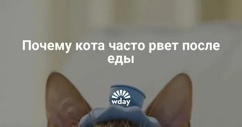 Почему кошку рвет после сухого корма