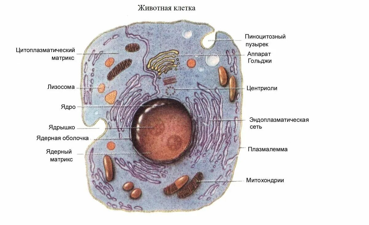 Клетка пояснение. Строение животной клетки схема 6 класс биология. Схема животной клетки 8 класс. Схема строения животной клетки 8 класс. Схема строения клетки животных 8 класс.