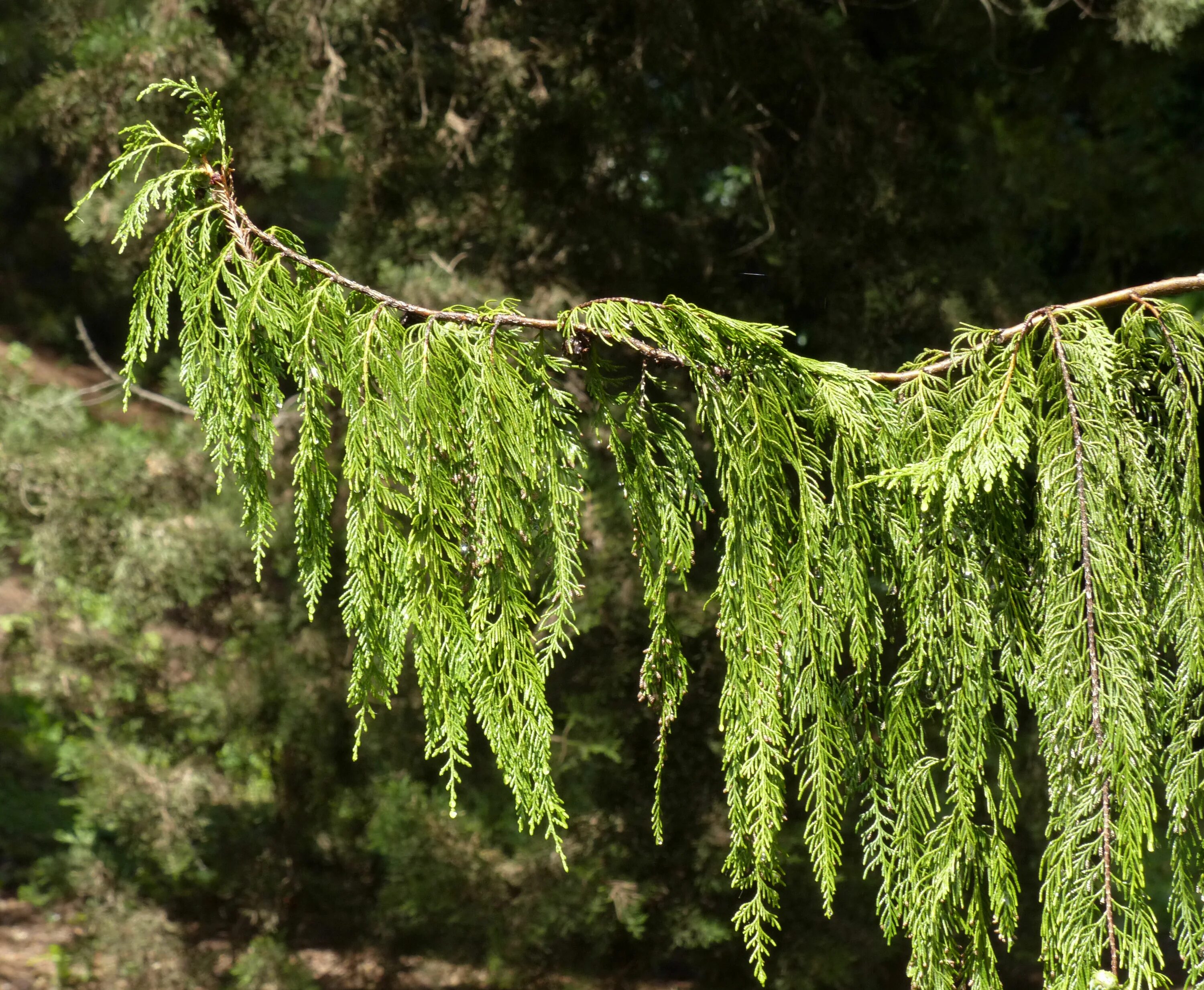Кипарис род деревьев. Кипарис плакучий cupressus funebris. кипарис гималайский. кипарисовик лавсона имбриката пендула. cupressus cashmeriana.