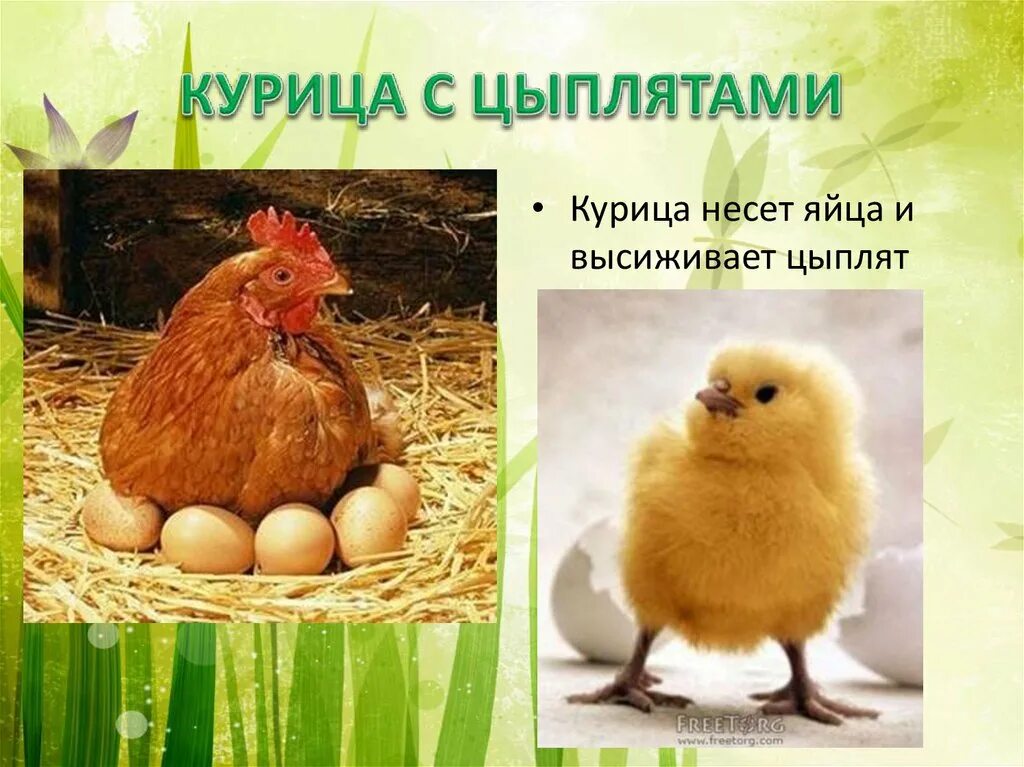 Сколько курица высиживает яйца до цыпленка дней. Курица высиживает. Как курица высиживает цыплят. Как курица вы сижует цыплят. Курица высиживает яйца.