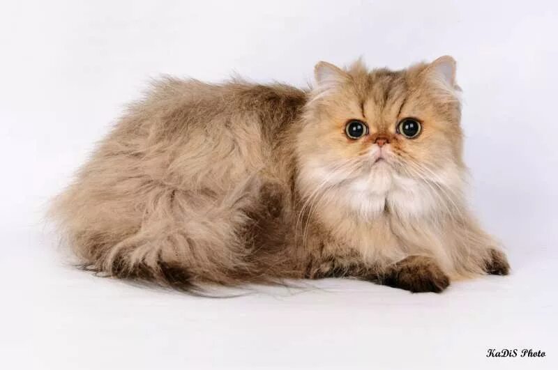 Персидская длинношерстная шиншилла. Британская персидско ангорская кошка. Кошка шиншилла белая длинношерстная. Классический персидский кот. Персидская сибирская длинношерстная.