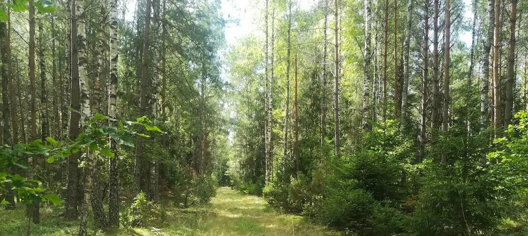 Можно ли посещать леса. Леса Гродненской области. Лес вечером. Запрет на посещение лесов. В жарком лесу.