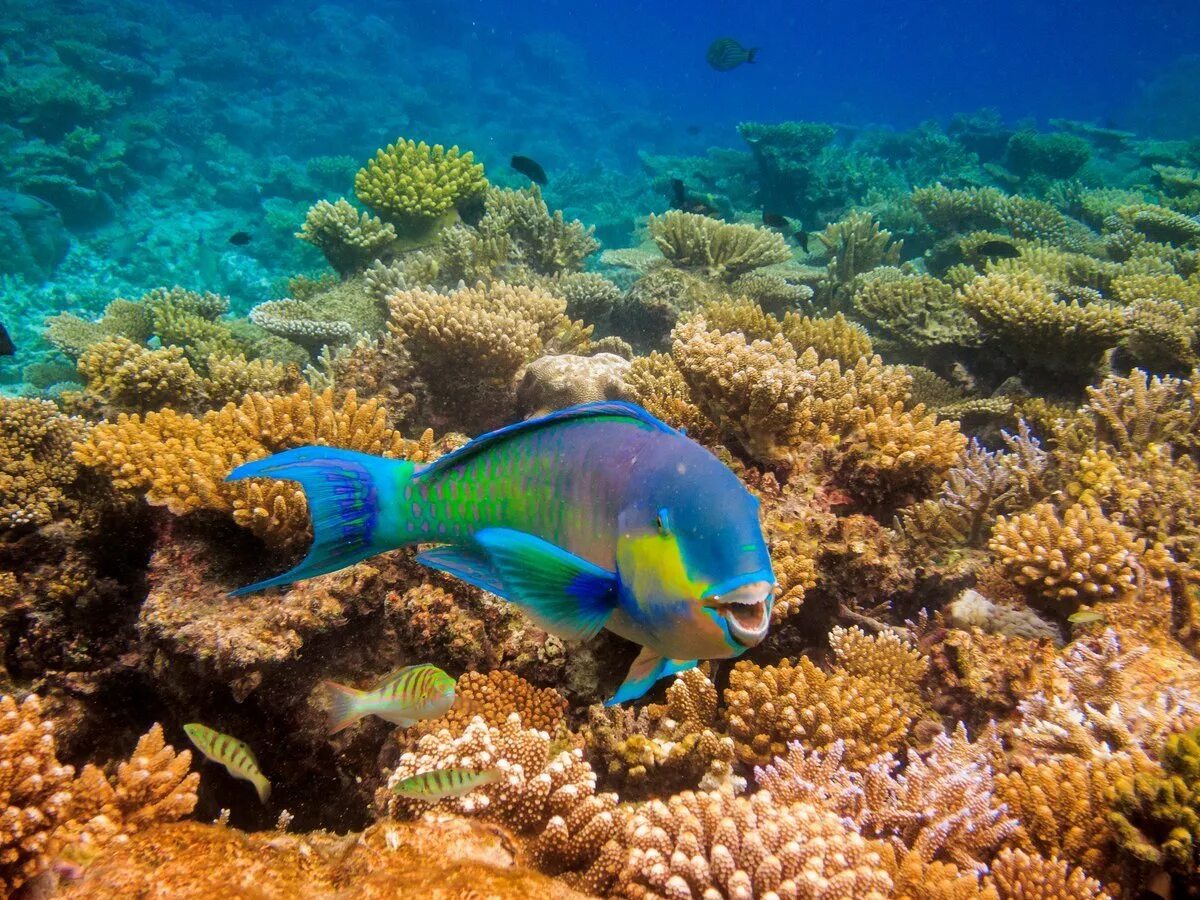 Рыбка коралловых рифов. Рыбки на рифах Шарм Эль Шейх. Барьерный риф Мальдивы. Рыбки риф Мальдивы. Коралловый риф в Шарм Эль Шейхе.