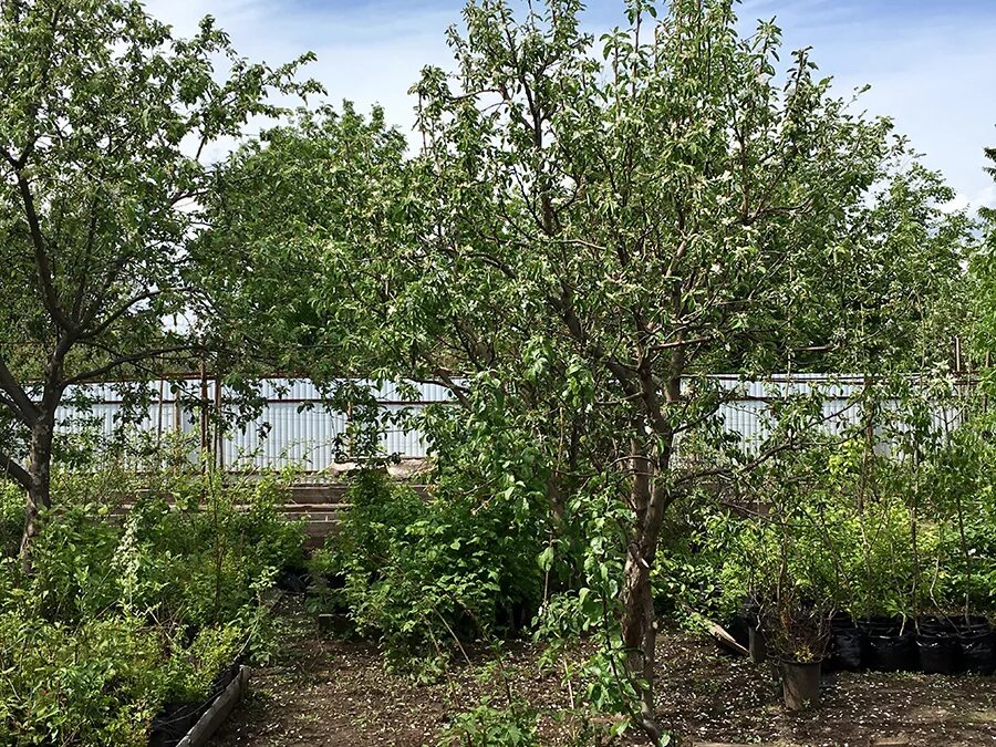 Карликовые крупномеры яблонь. Питомник каштановая роща луговая. Питомник растений пермь. Рощи питомник. Марьина роща питомник пермь.