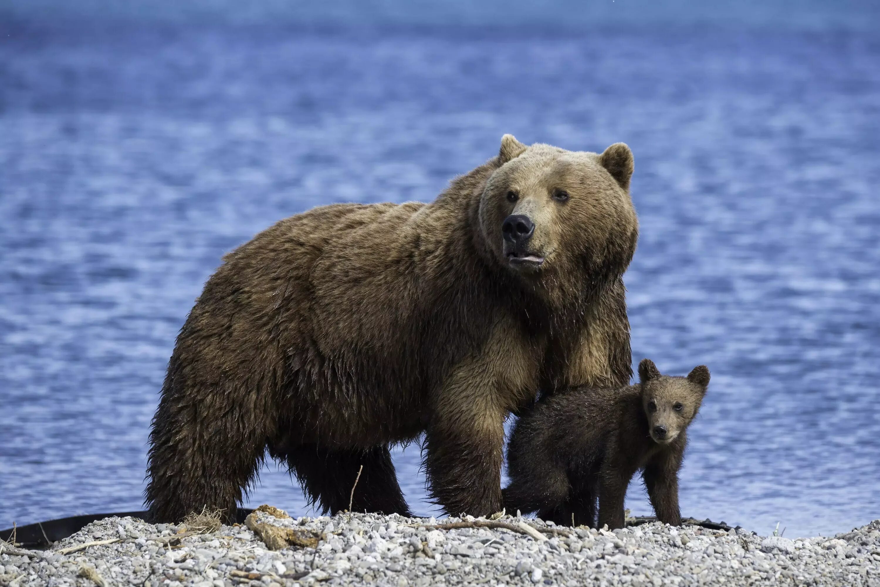 Евразия медведи. Бурый медведь (Ursus arctos). Бурый медведь – Ursus arctos l.. Камчатский медведь (Ursus arctos). Урсус медведь.