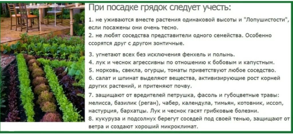 Совместные посадки овощей таблица. Схемы смешанных посадок овощей на грядках таблица. Таблица совместимости растений на огороде соседство овощей. План работ в саду по месяцам. Таблица чередования посевов овощей в огороде.